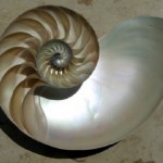 nautilus